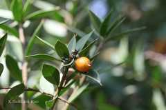 Jacquinia ruscifolia